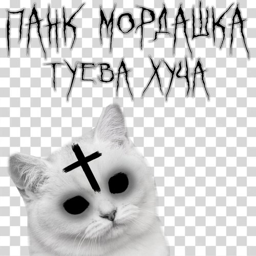 Панк мордашка туева хуча