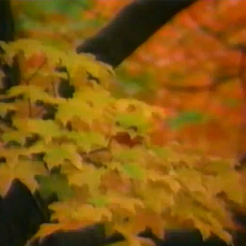 autumnal gloam