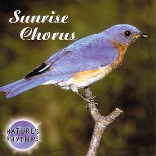 Sunrise Chorus