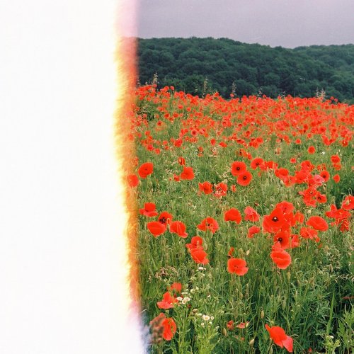 Poppies