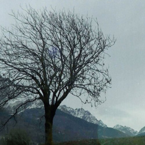 Kitchen Flowers - Single