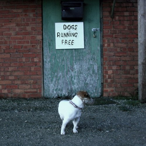 Dogs Running Free