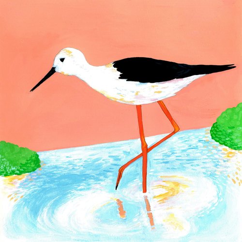 Black-winged Stilt