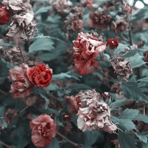 گذار