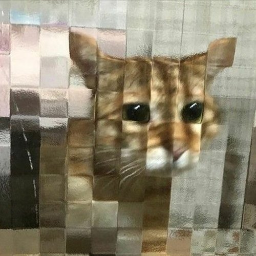 decoy
