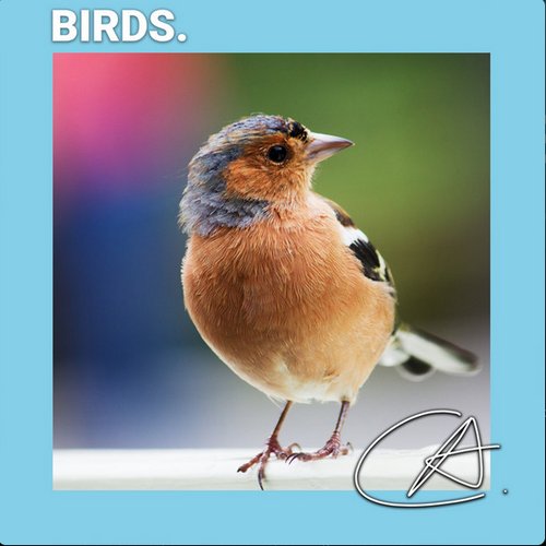 Relaxing Bird Sounds