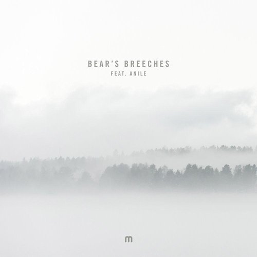 Bear's Breeches