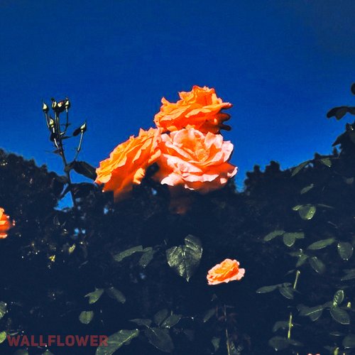 Wallflower