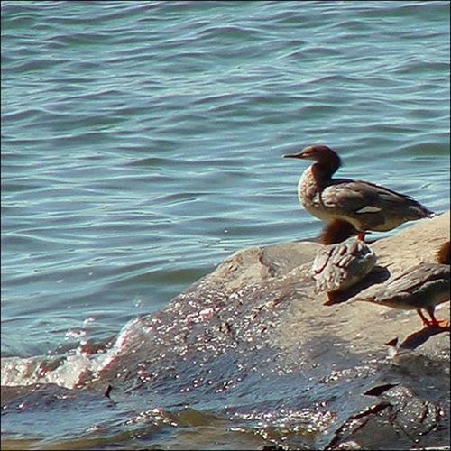 Music in Nature - 2