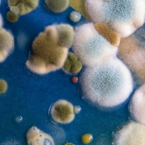 MOLD S.P.O.R.E.S