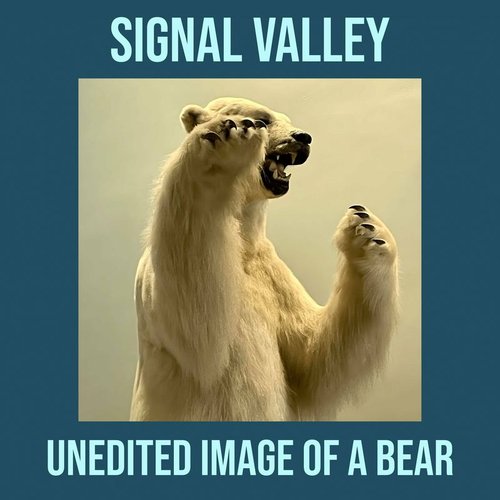Unedited Image of a Bear