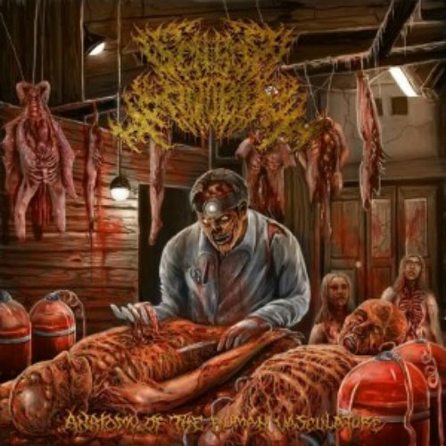 ANATOMY OF THE HUMAN VASCULATURE