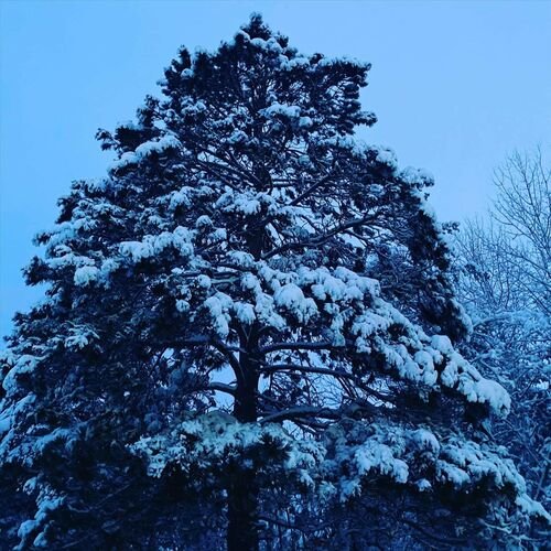 To Fall [With the Snow]