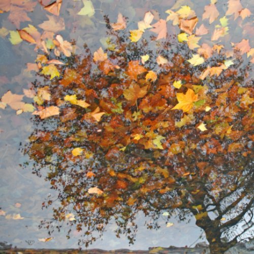 Impromptu LEAVES