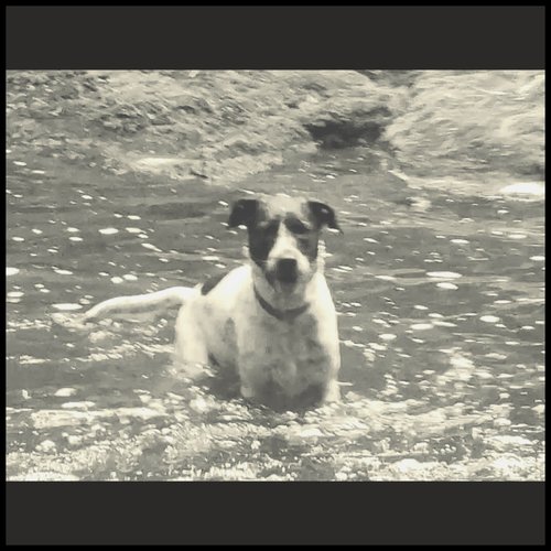 The Dog