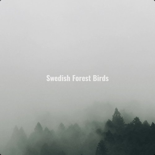 Morning Forest Birds