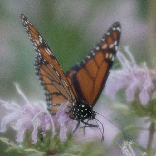 Vielleicht - Single