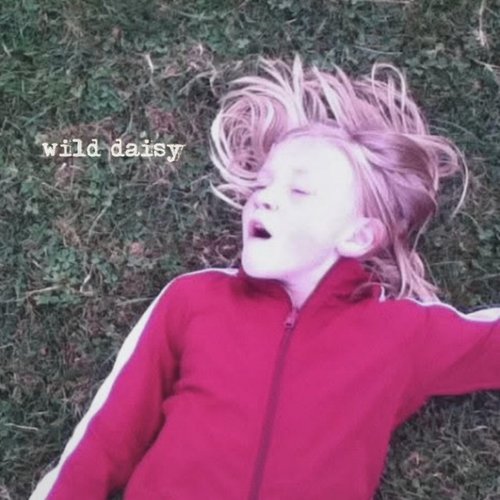 wild daisy