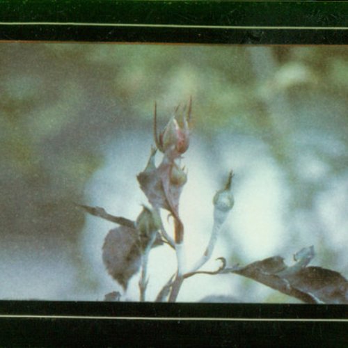 Demo Tape #2