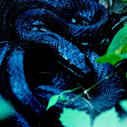 Temperate Rainforest Snake
