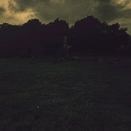 blackwood
