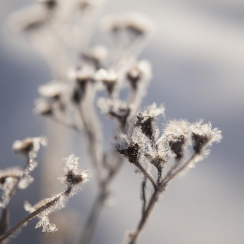 Whispers of Winter