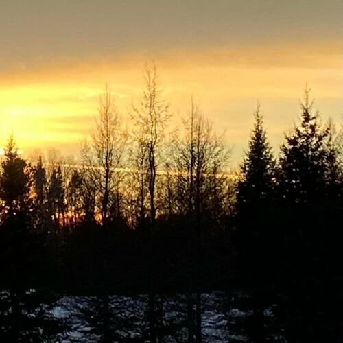 Hemiboreal (streaming version)