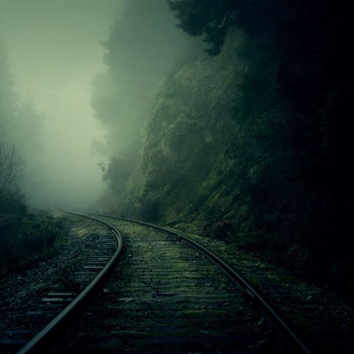Forest Fog