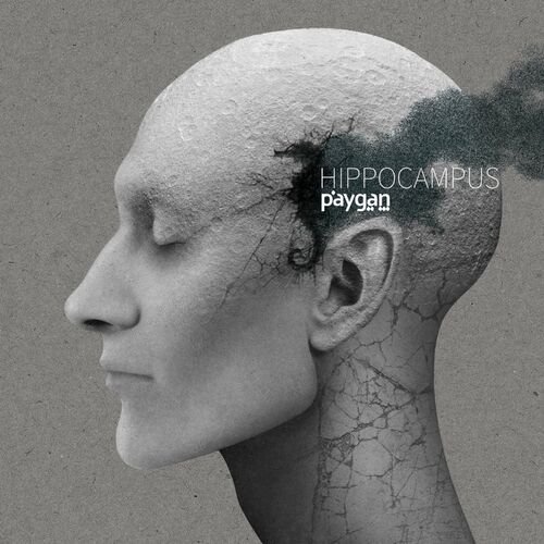 Hippocampus