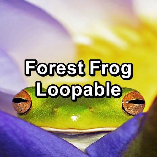 Forest Frog Loopable
