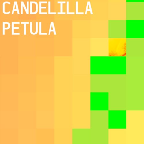 Petula / Candelilla Split ZIP