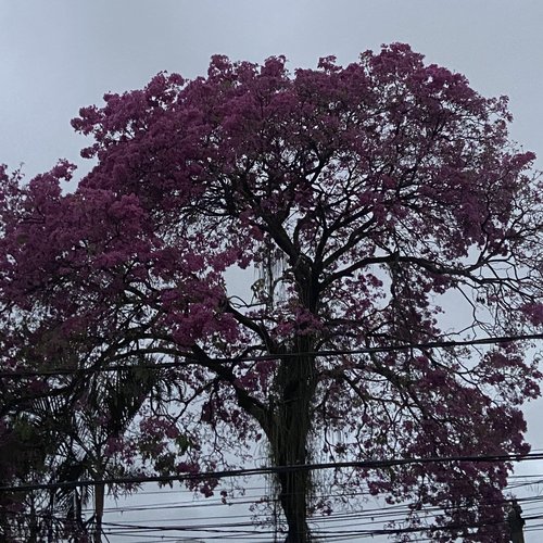 Emotional Dependence - Single