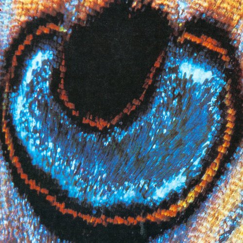 Trust in Me - Single