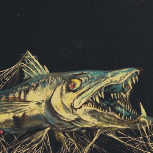 Ragged Barracudas