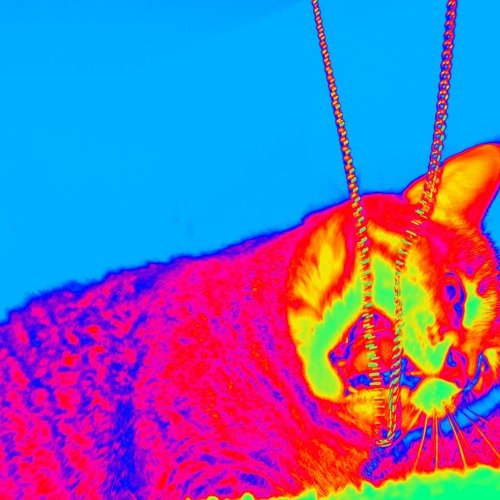 cat album