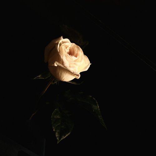 Nobody Else - Single