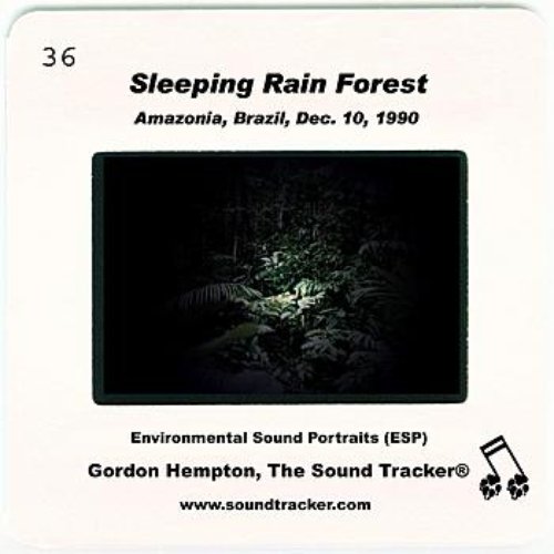 Sleeping Rain Forest