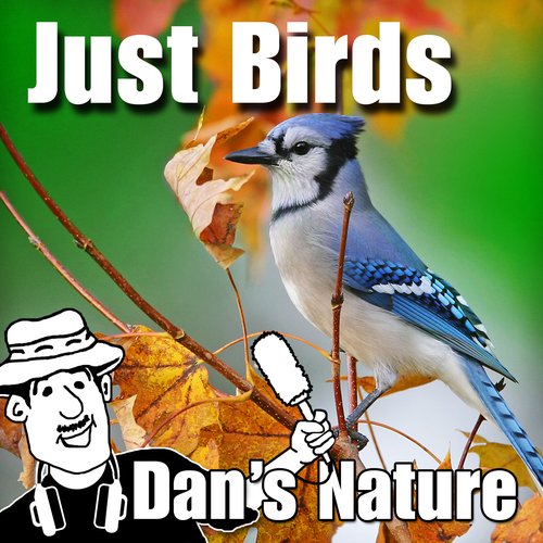 Just Birds (Nature Sounds)