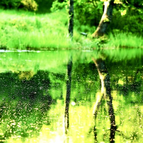 Chlorophyll - Single