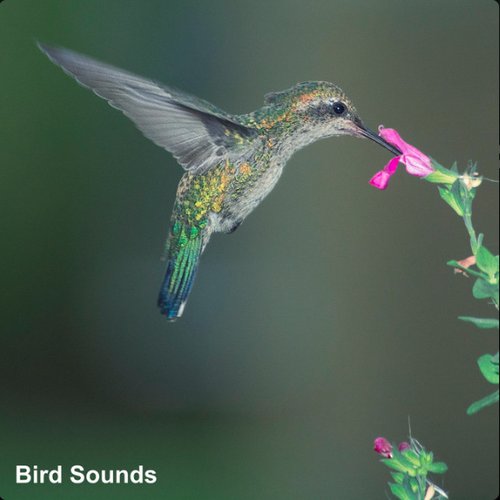 Bird Sounds: Best Of Birds