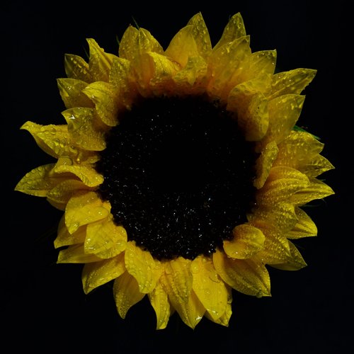 Sol Distorsion - EP