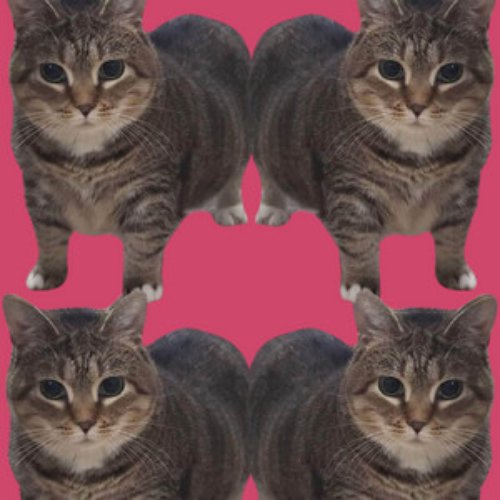Oiiaoiia Cat
