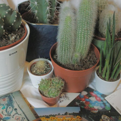Cactus