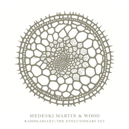 Radiolarians: The Evolutionary Set