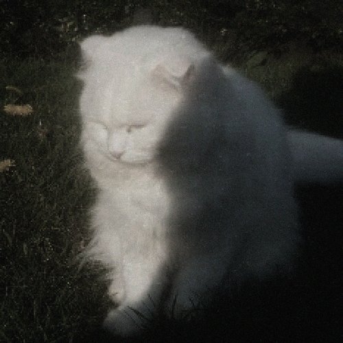 In Harmony With the Felines