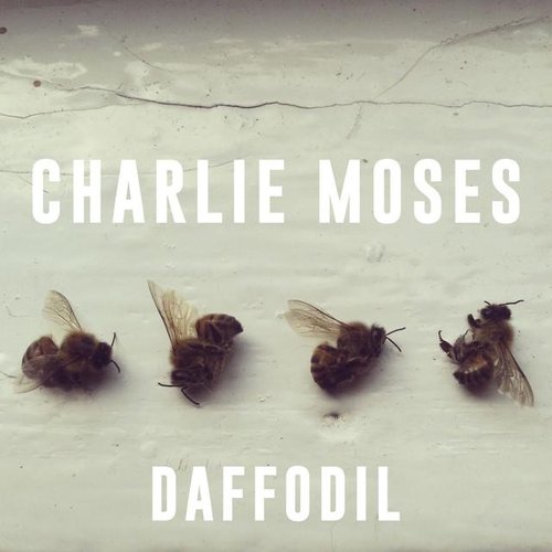 Daffodil
