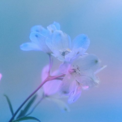 Blue metaphor