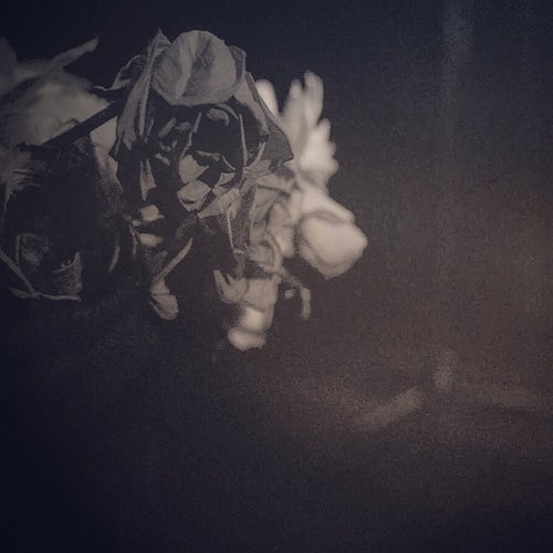 Wilted Flowers