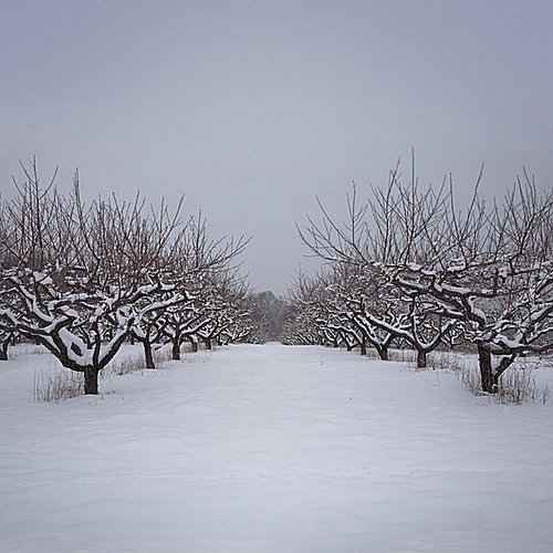 Apple Mountain