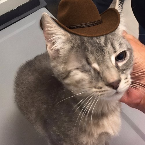 Skippy McDippy